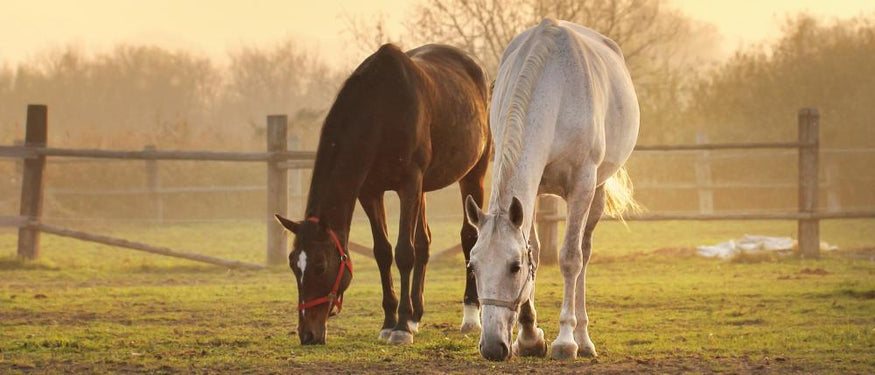 Wildeland Horses - Doorn